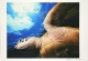 Под крылом морской черепахи Фотография Е Яковлева (с автографом автора) Картина ; Печать, Бумага Размер: 30 х 45 см 2006 г инфо 4158t.